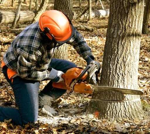 Tree Removal in Schlater, MS